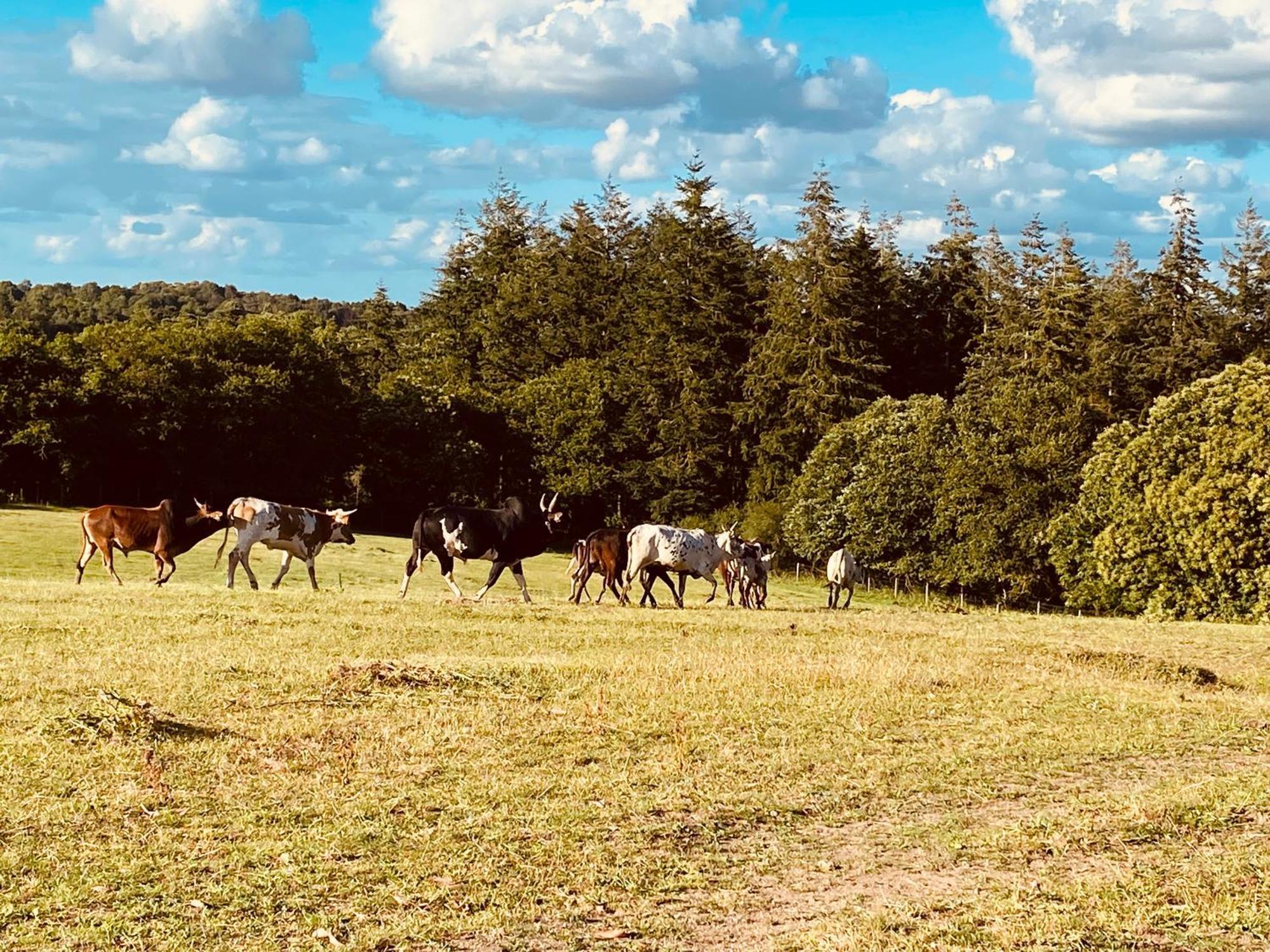 Escapade Dans Un Ranch Leilighet Le Sourn Eksteriør bilde